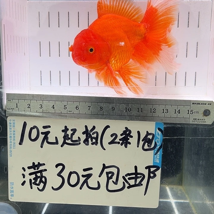 金鱼小**?金鱼福利多多