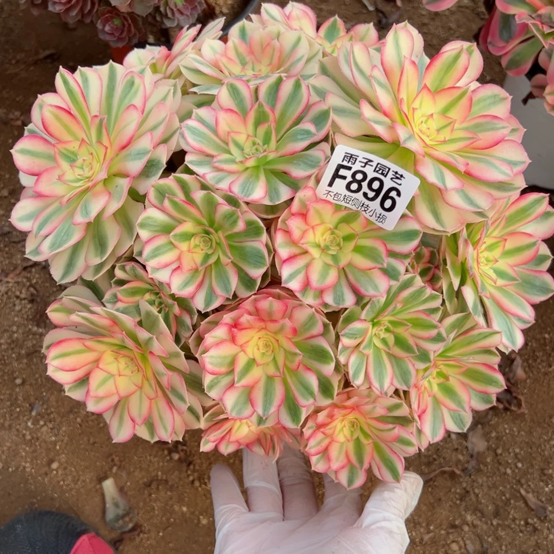 896倾城尺寸30左右
