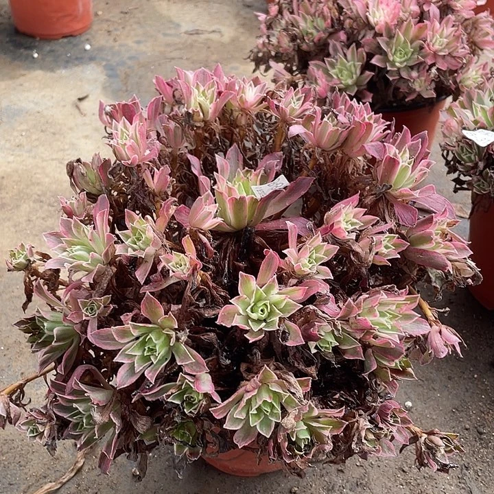 894凤凰锦多肉植物法师