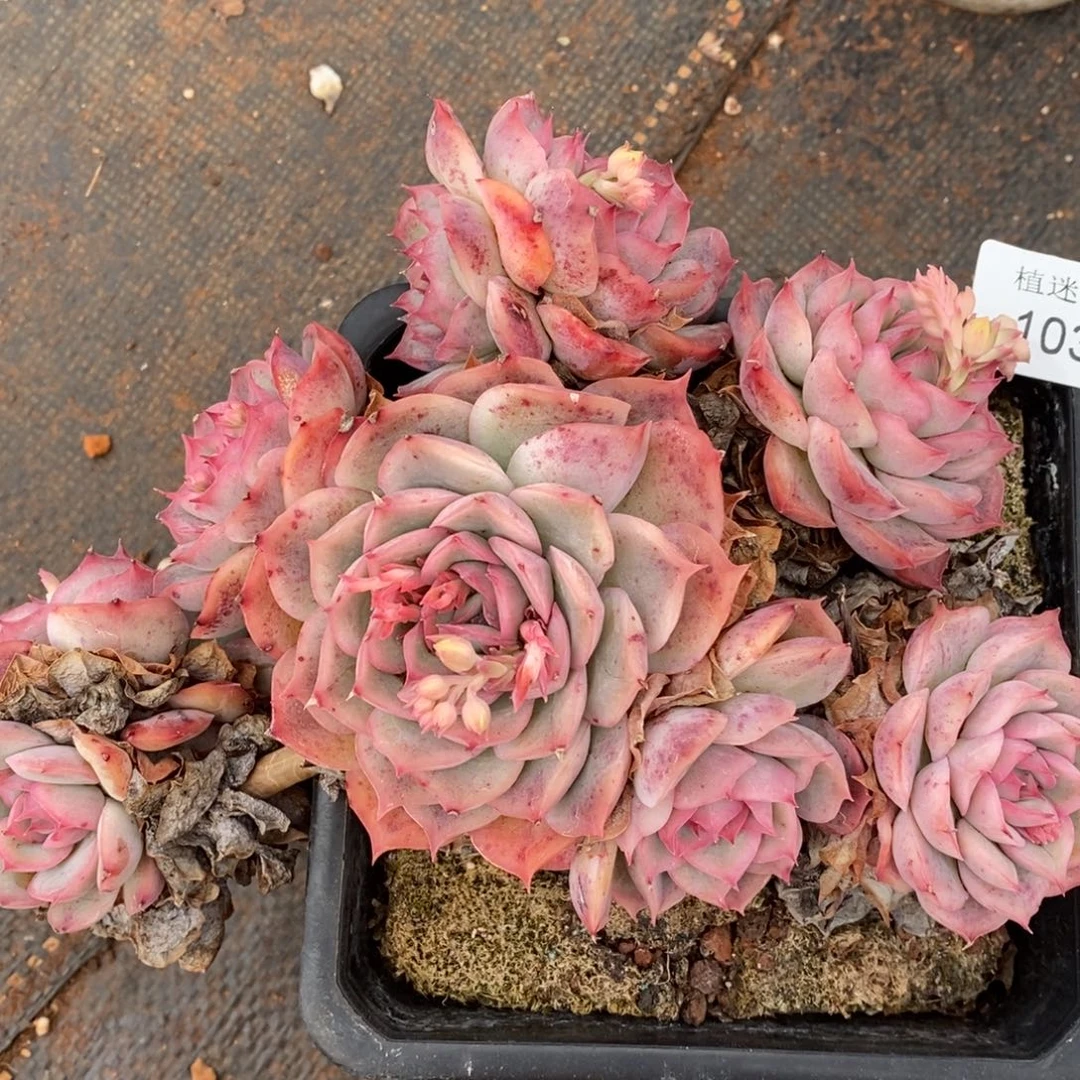 咖***辣杂交精品多肉1034