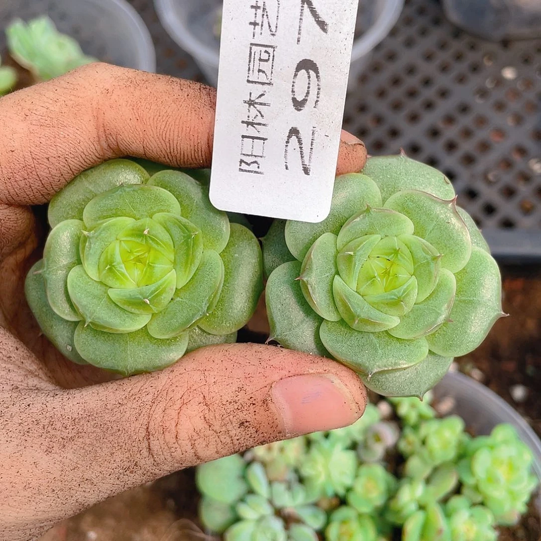 多肉植物多肉植物297