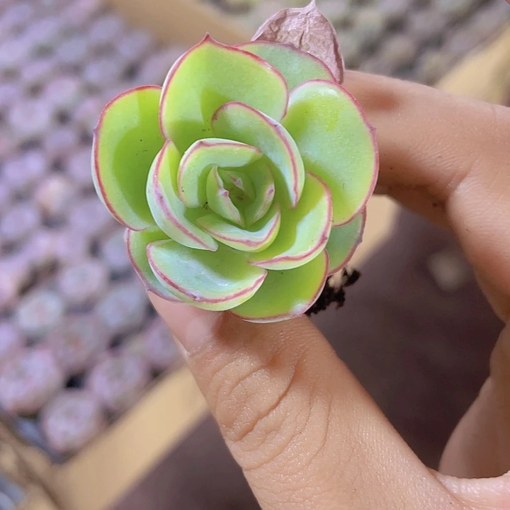 61精品帕拉梅拉2颗一组