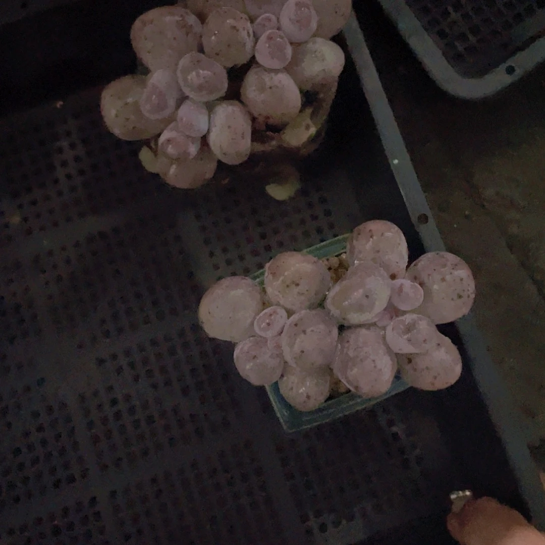 哈***.米可多肉植物多肉植物