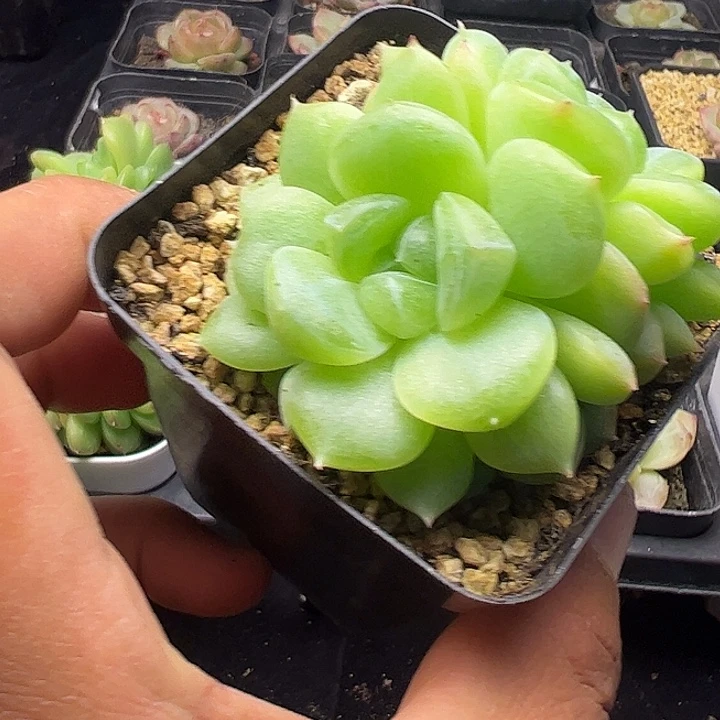 财富密码双头1111