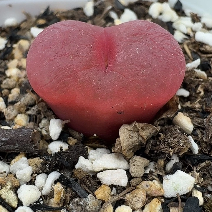 老马生石花2.2吕红1817