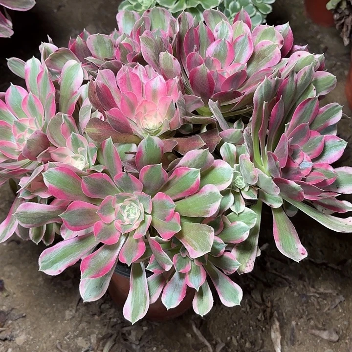 多肉植物法师粉女郎5