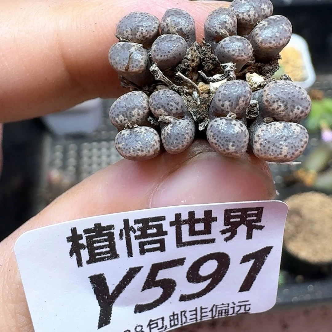 多肉植物的润泽和法gb