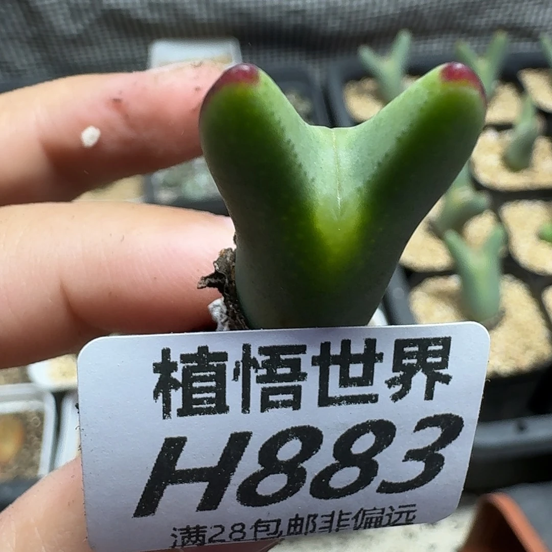 多肉植物的人生ghn