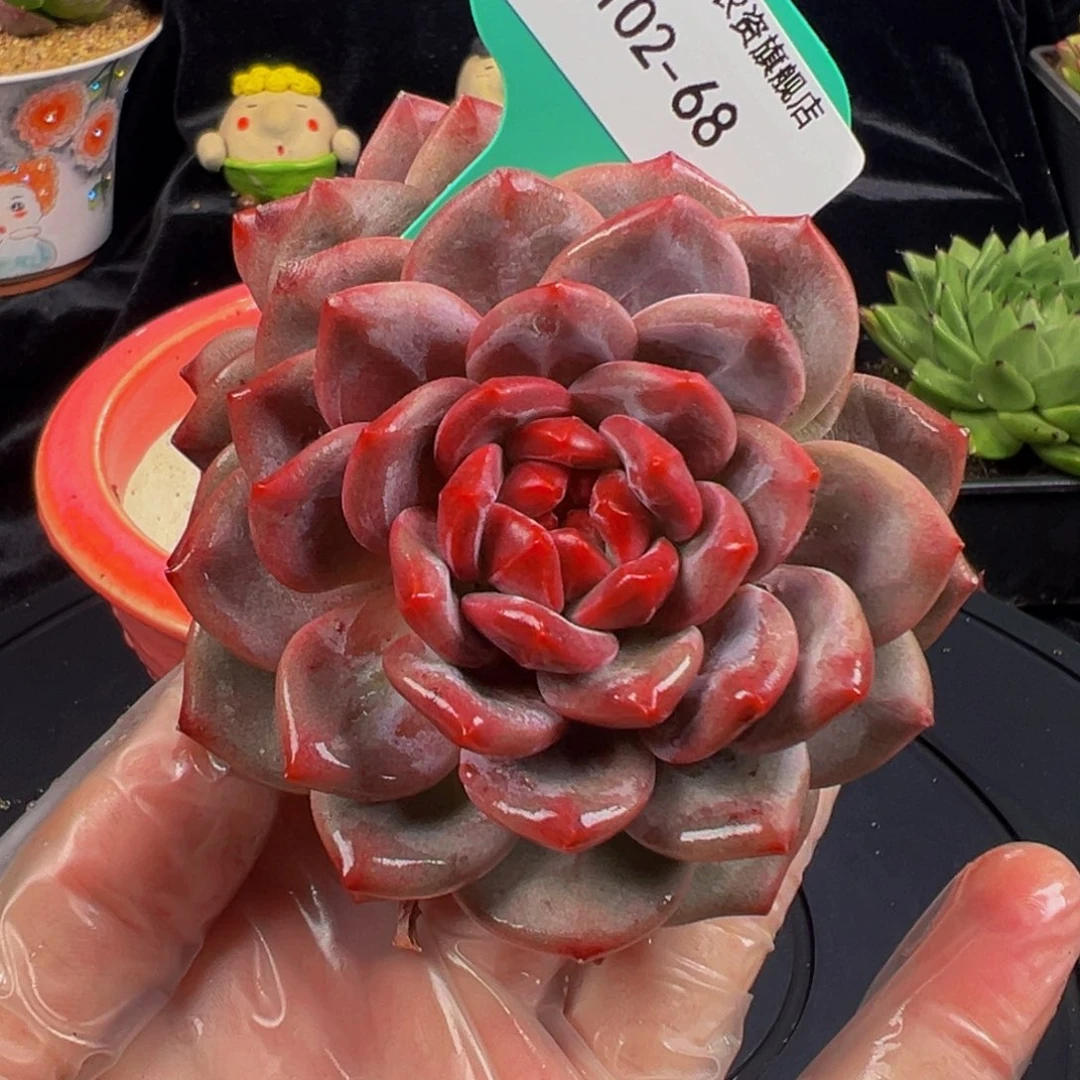 从前慢多肉编号1102-68