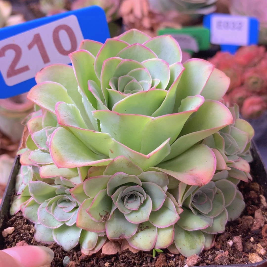 一物一拍星辰福利210