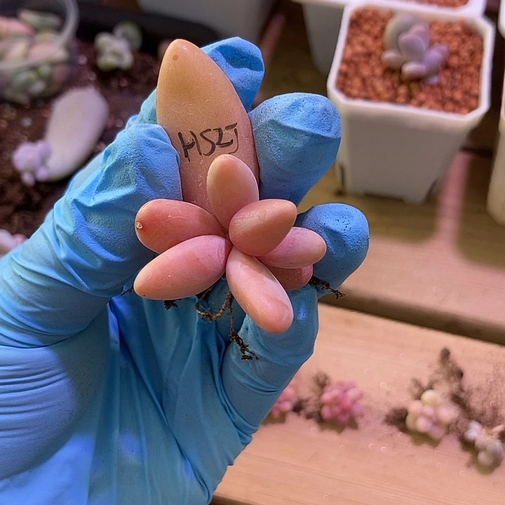 康***画红手指锦多肉植物