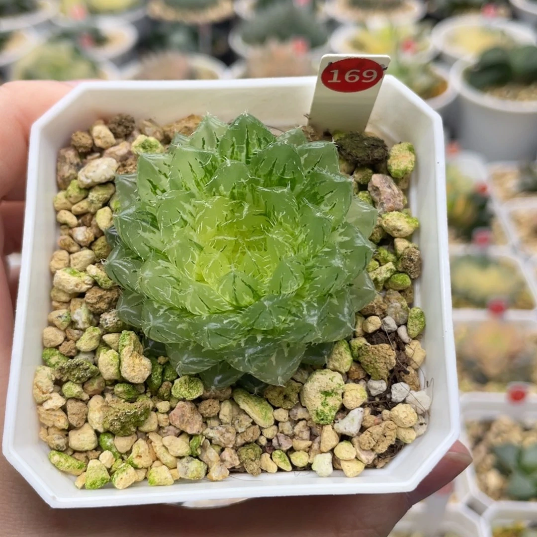 小蔡的菜园 169 翠云锦