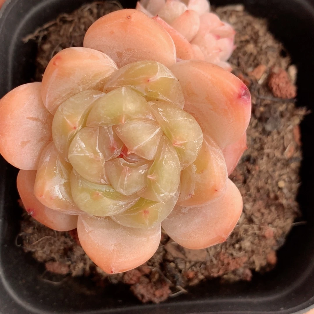 46糖心58包邮  群生不包整