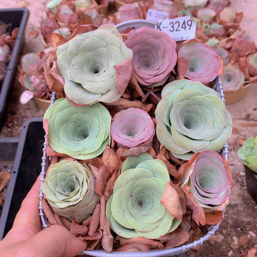 3249带篮子大单头9颗