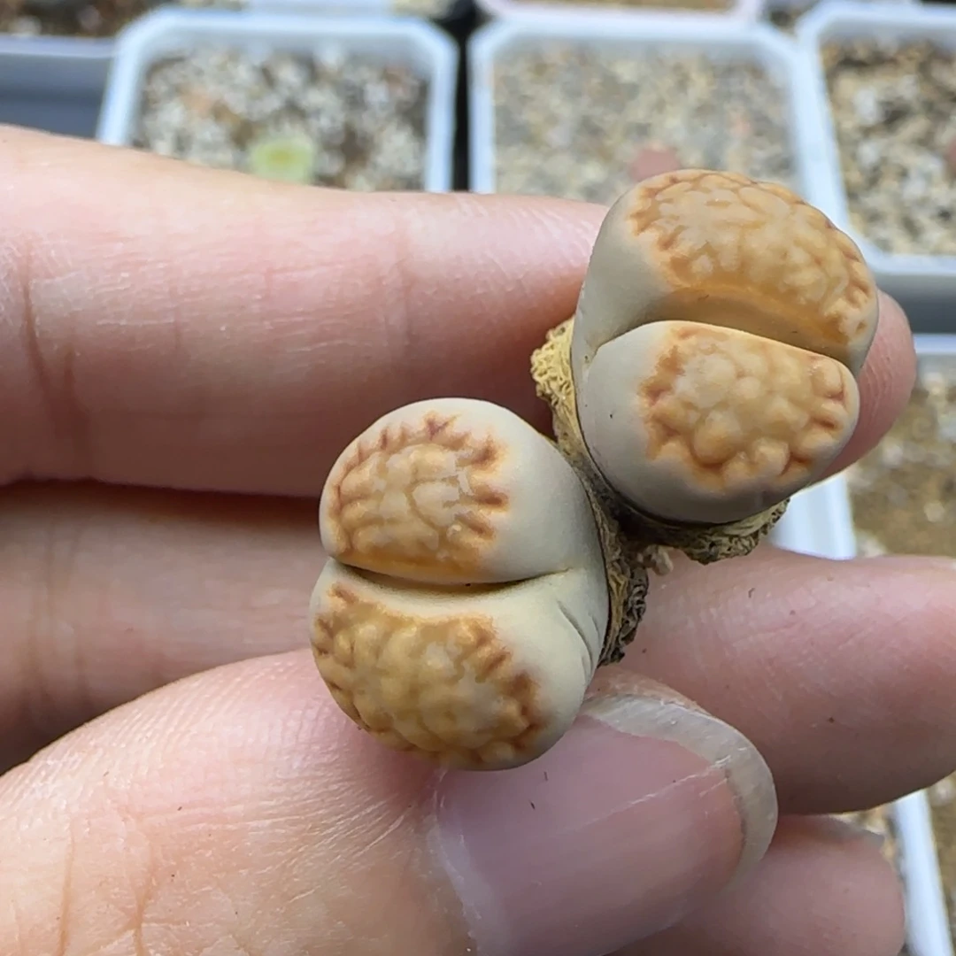 023 生石花大棚直播