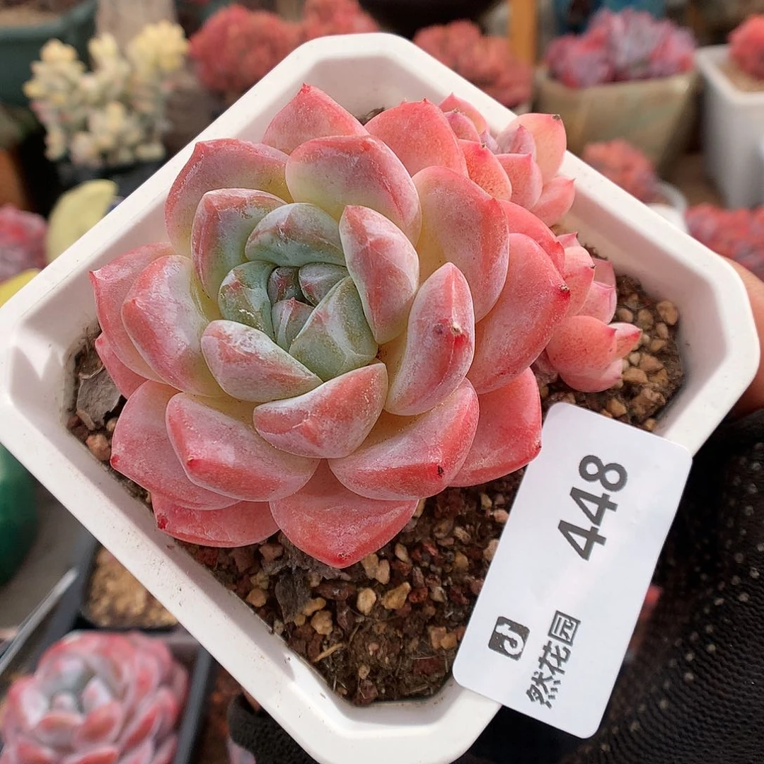 448糖心母本多肉植物6666