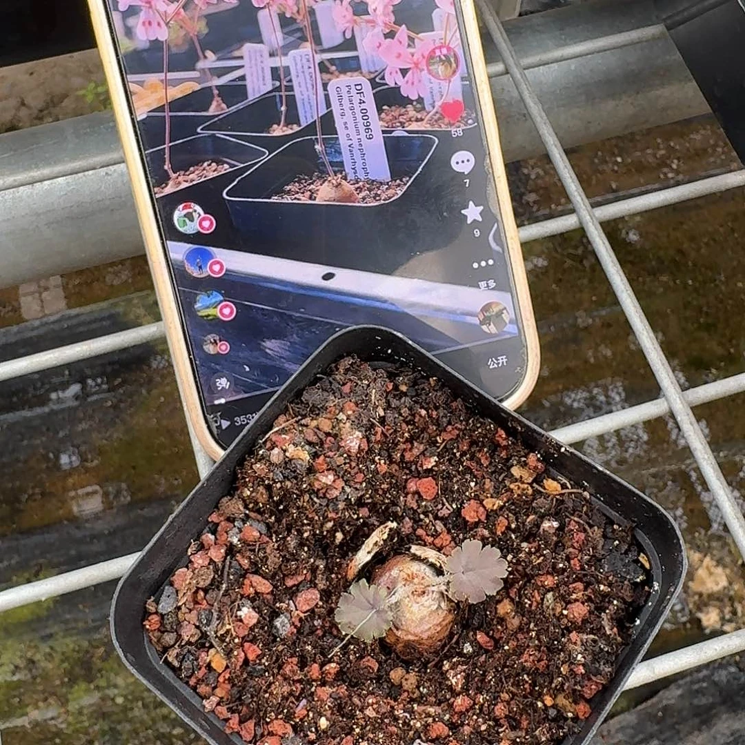 肾叶洋葵母本一个带盆