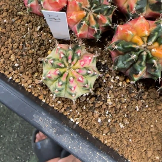 宇***瓜271-0123泰国发货多肉