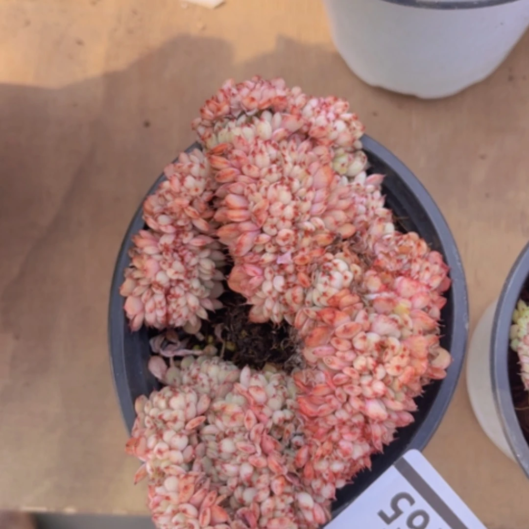 【闪购商品】粉姬莲缀03165