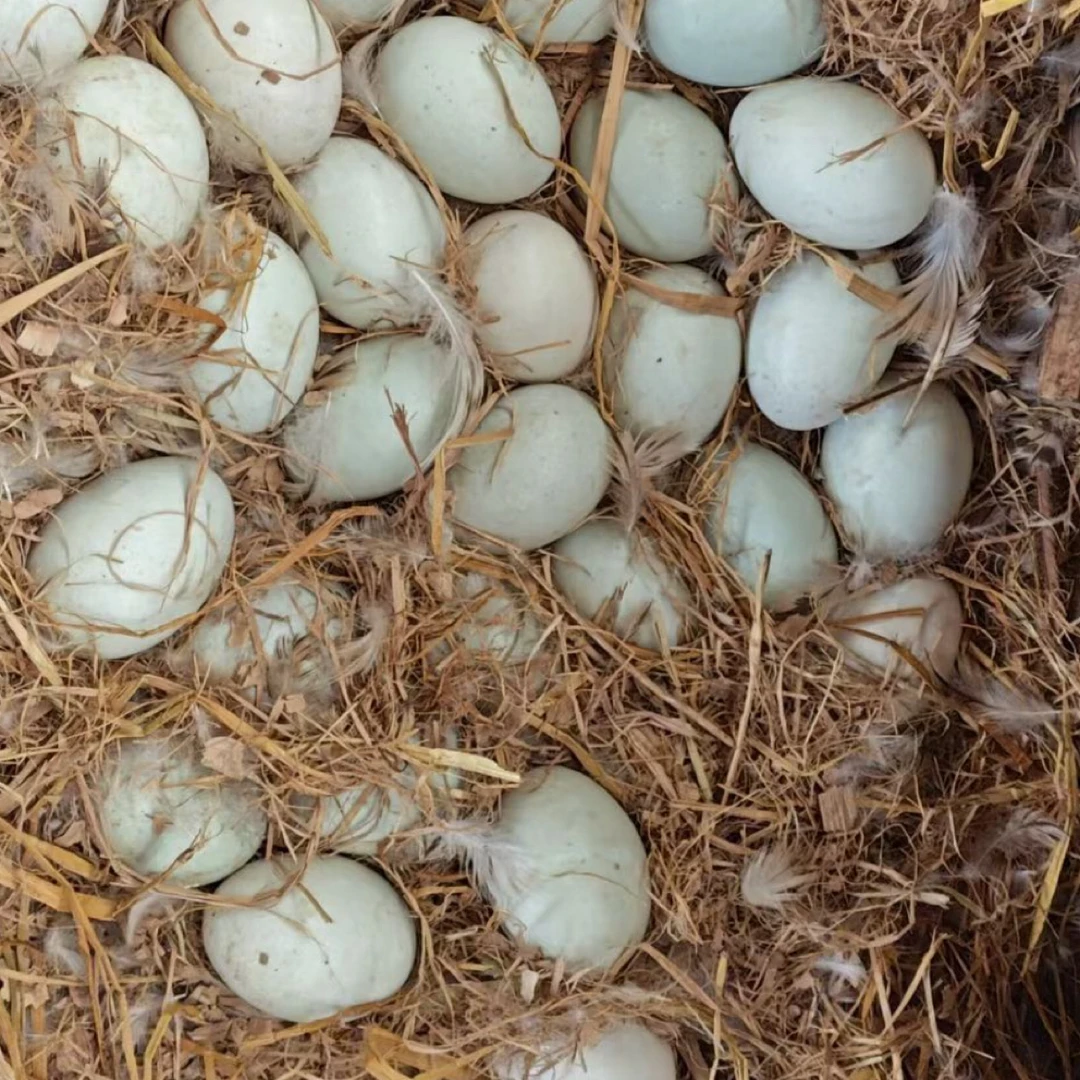 绿壳鸭蛋，自家散养