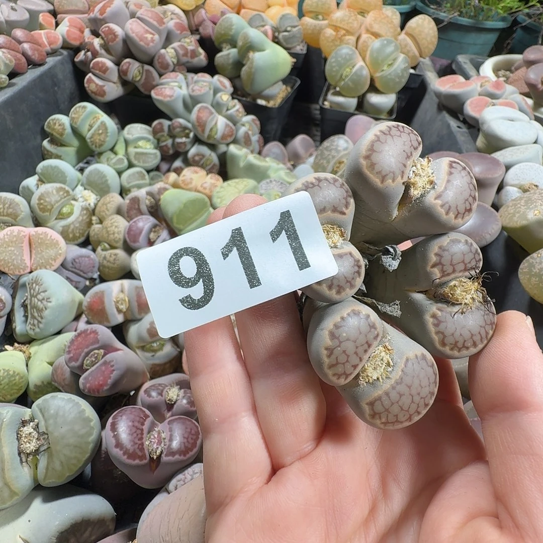 ぃ***迪生石花一物一拍911