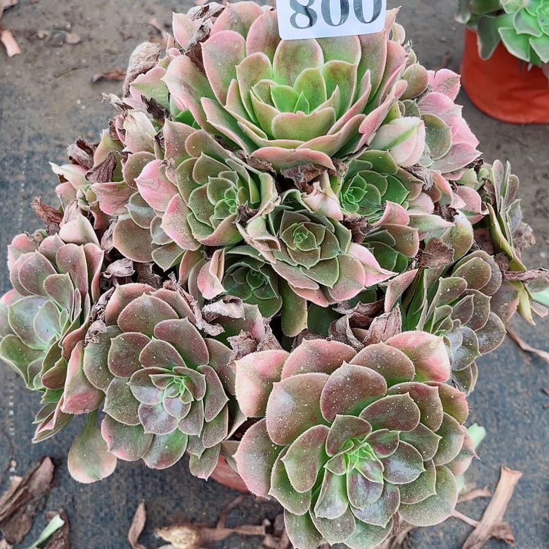 无花朵T****夜多肉植物香妃800