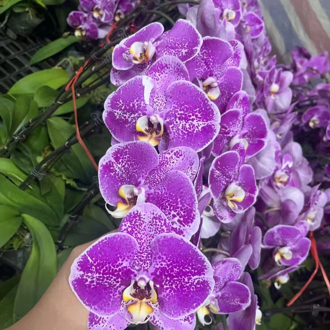 蝴蝶兰【麒麟】进口品种大花带花发货 室内花花 广州直发