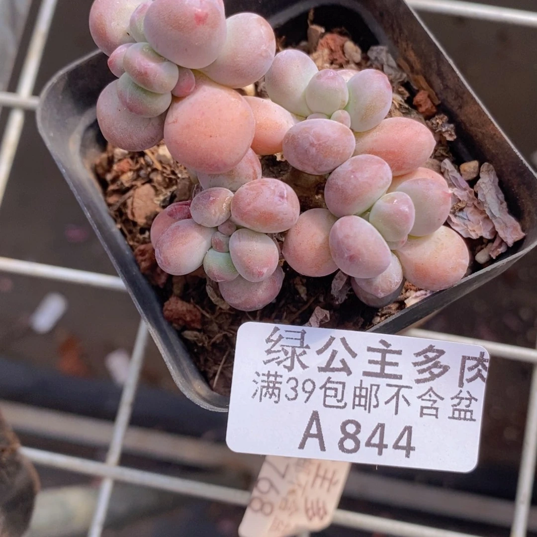 一代苹果奶5cm844多肉植物