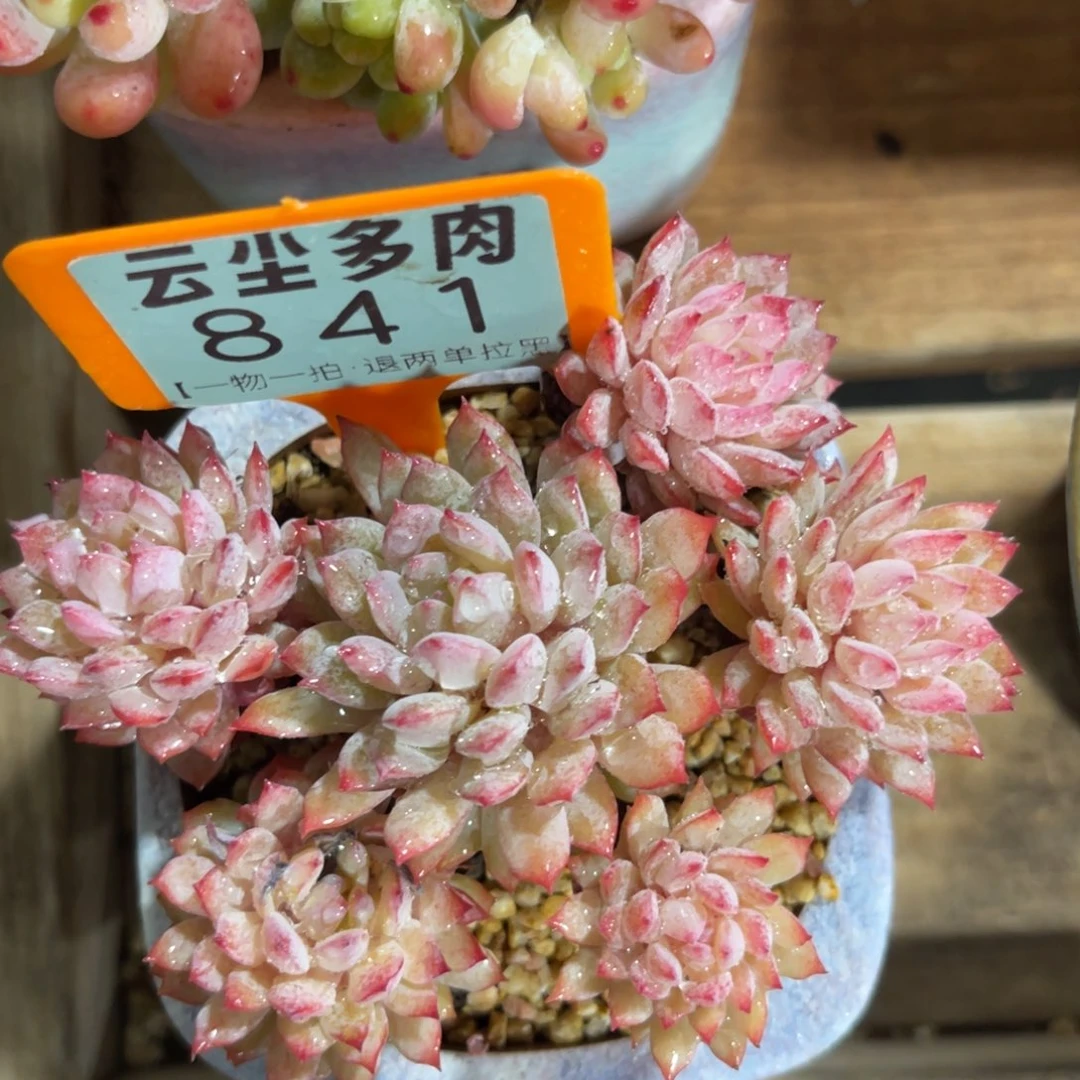 云尘多肉一物一拍不含盆841，