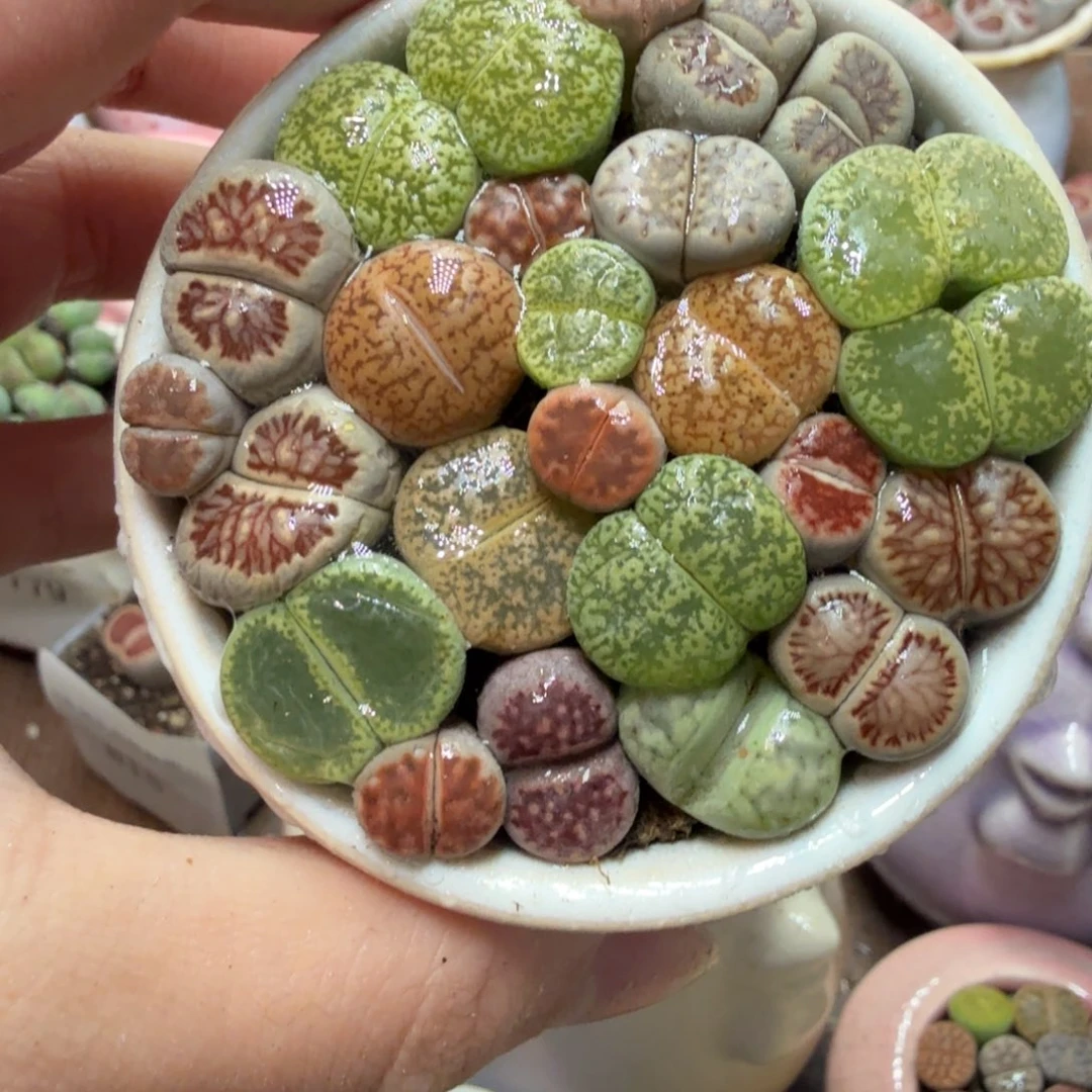 多肉葡萄的季节性523