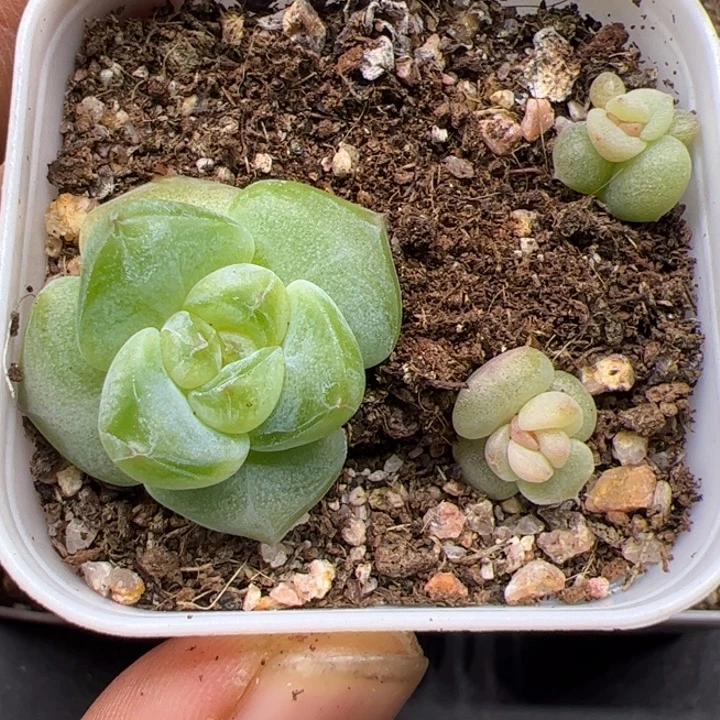 一物一拍精品 9-7027