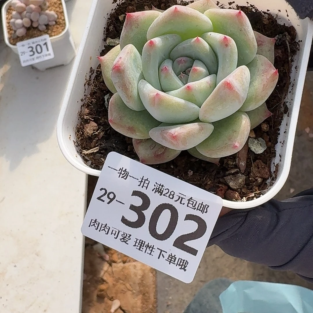 白拉糖无盆土发货无