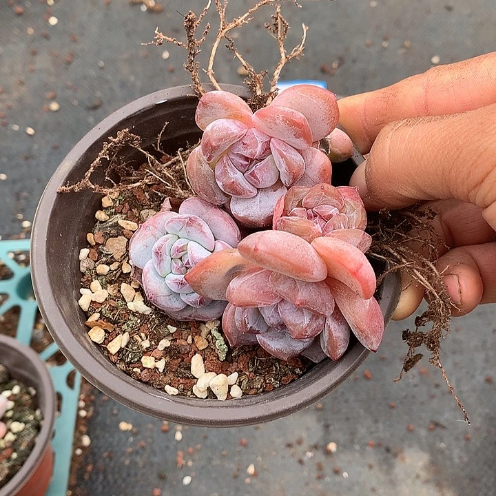 简***爱简单爱,星影群有摘心