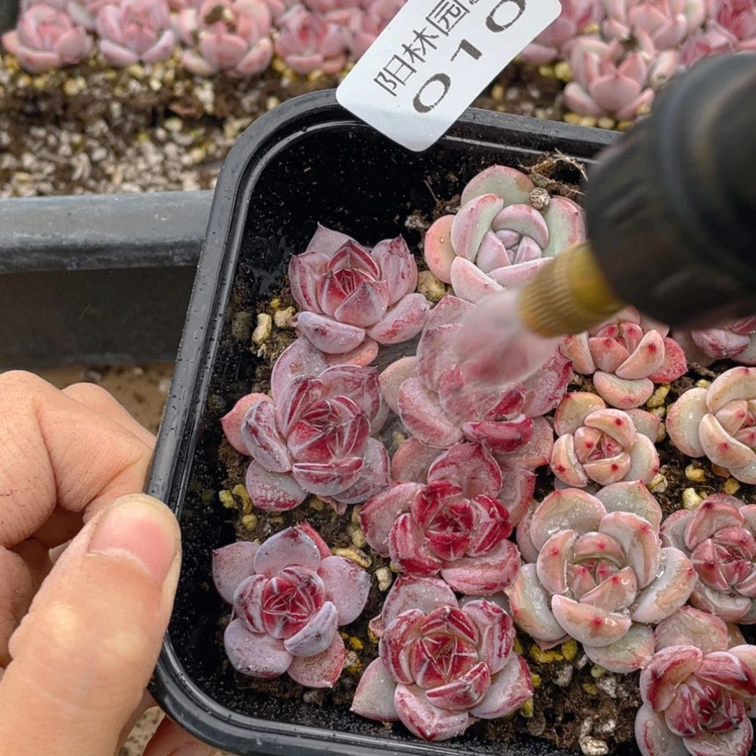 多肉植物多肉植物10