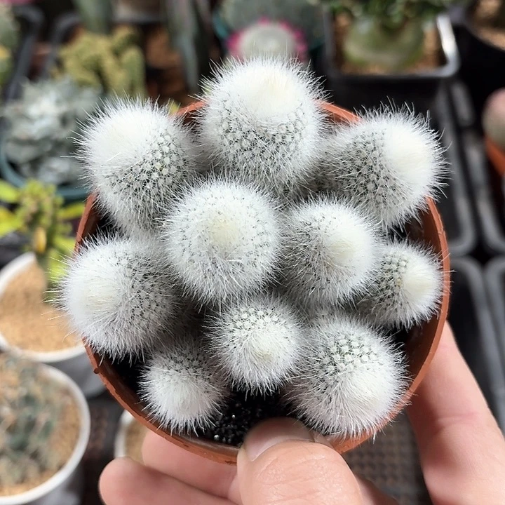 ?****?白小丁开花好看