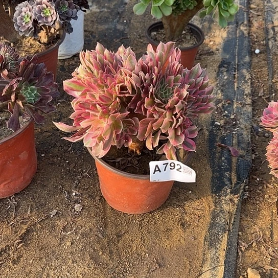 任意两单或28包邮，792粉女巫缀化冠幅18厘米左右