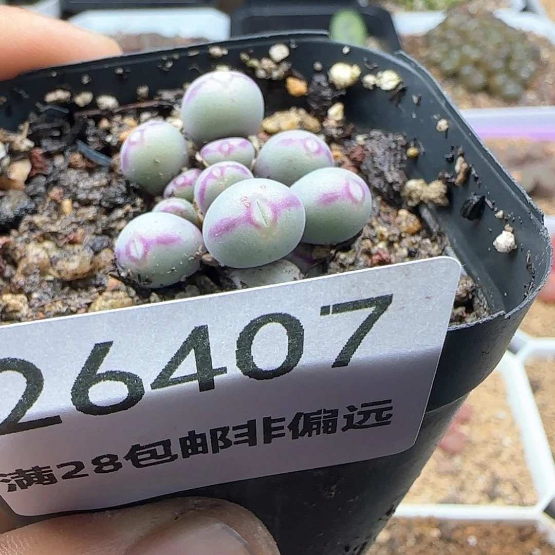 ?*?脱土28包邮26407