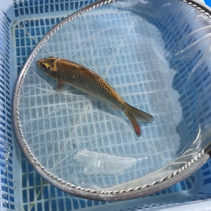 锦鲤锦鲤锦鲤锦鲤