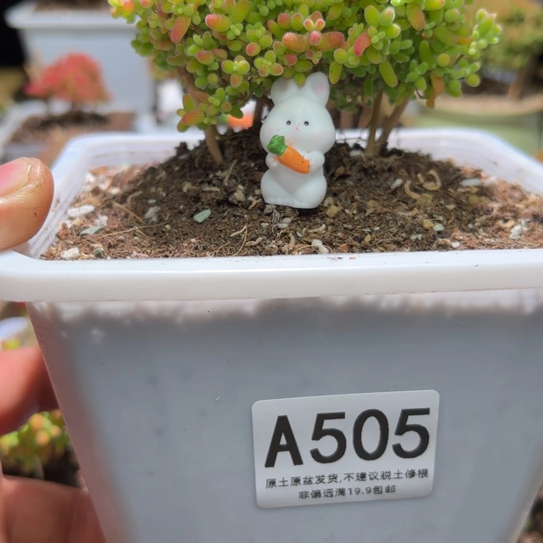 闪购商品大蜜橘A505送兔兔一个