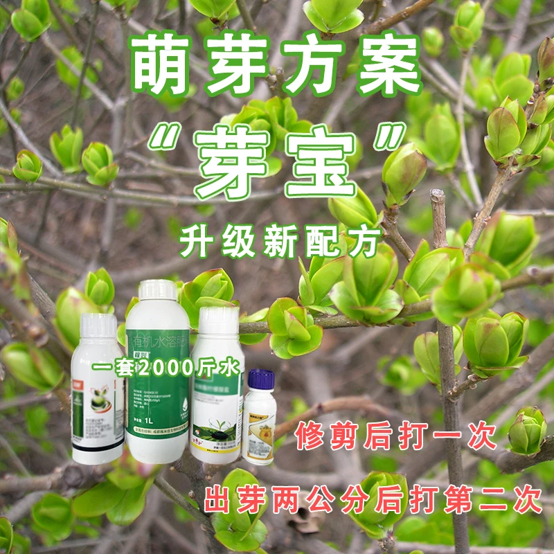 稼兴海藻液柑橘促芽方案芽宝果树叶面肥
