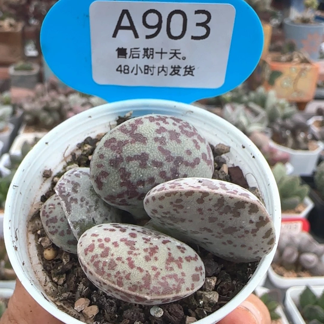 福利。    903。