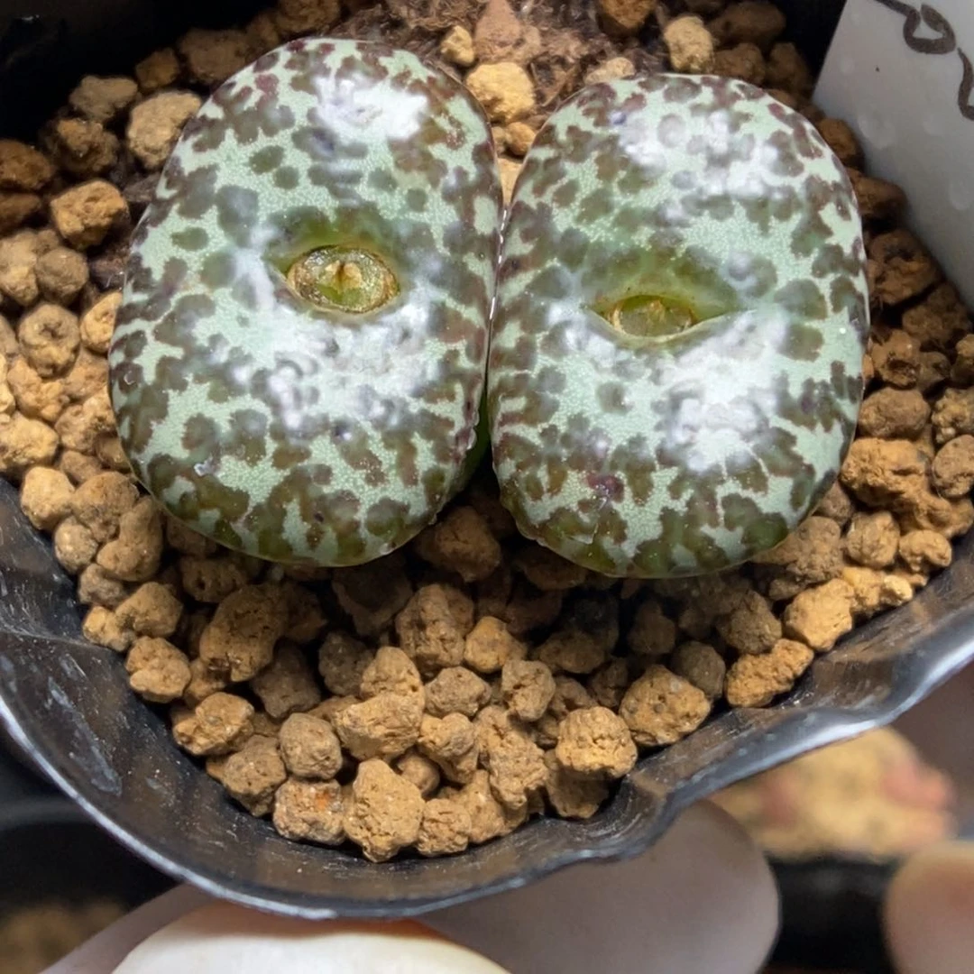 多肉植物肉锥杂交K-4852 安贞杂