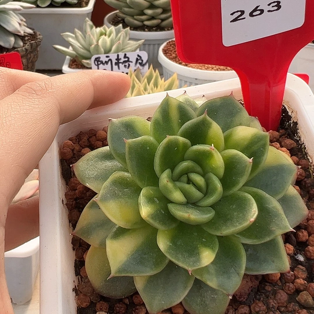 263东云黄锦多肉植物