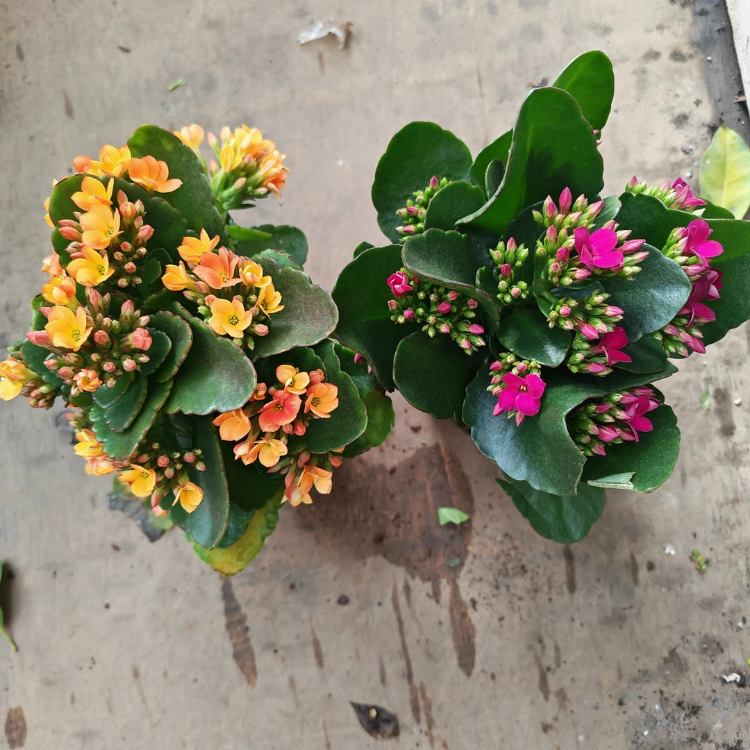 单瓣多色长寿花原盆原土