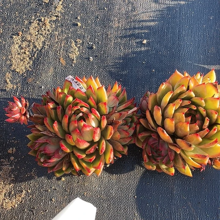 若如东云组拍A422