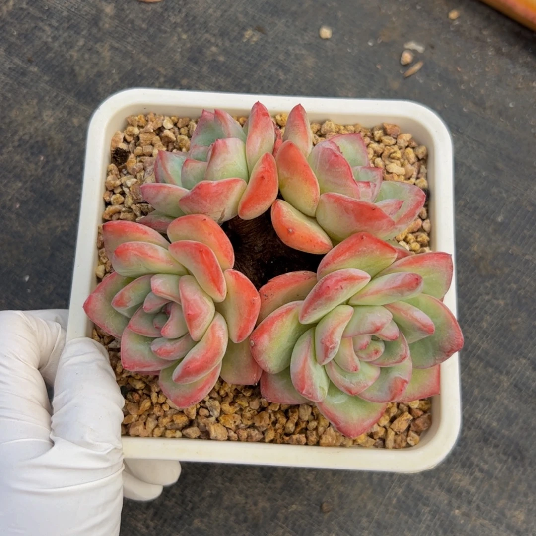 泡芙群生多肉植物