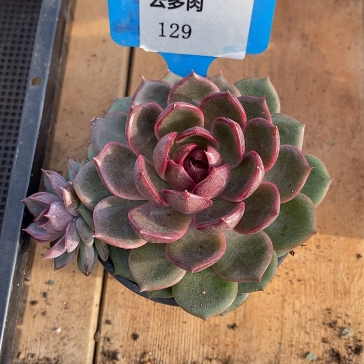 D129- 直播福利 蓝莓