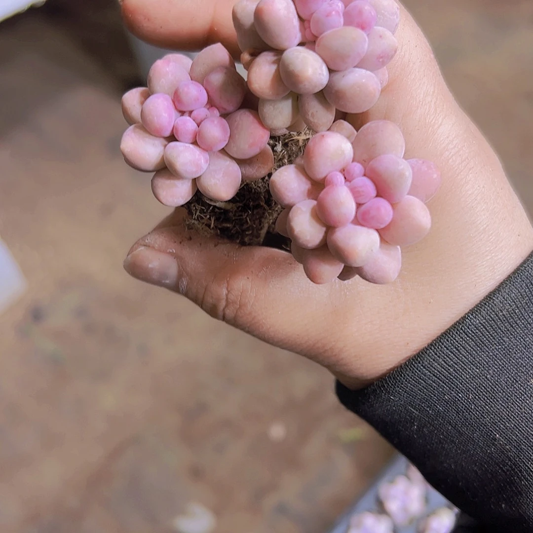 糖豆5个19包邮多肉