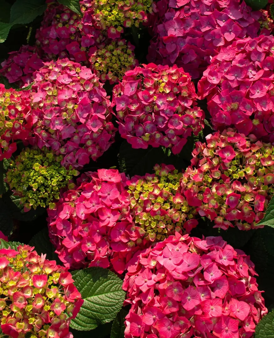 【万紫千红】大花绣球多花头起带花带花苞大花型多季节