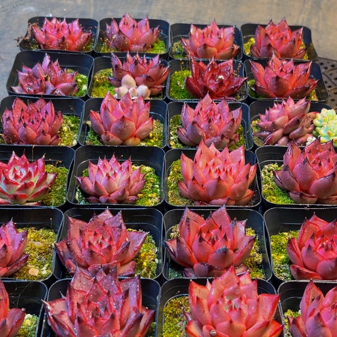 860多肉葡萄的价格是什么样呢